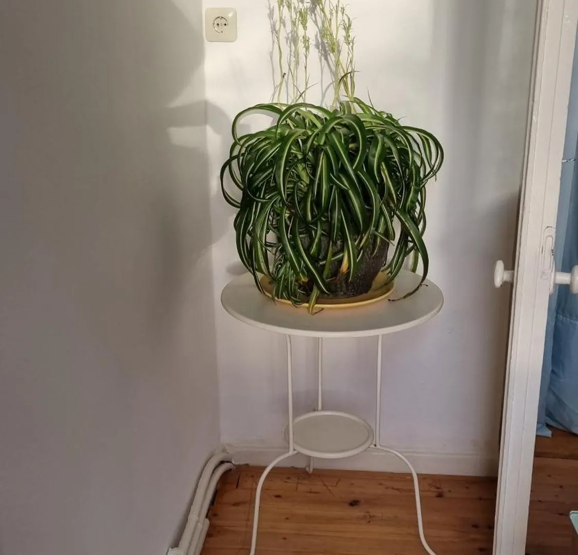 Vintage Eg Apartment Bremen
